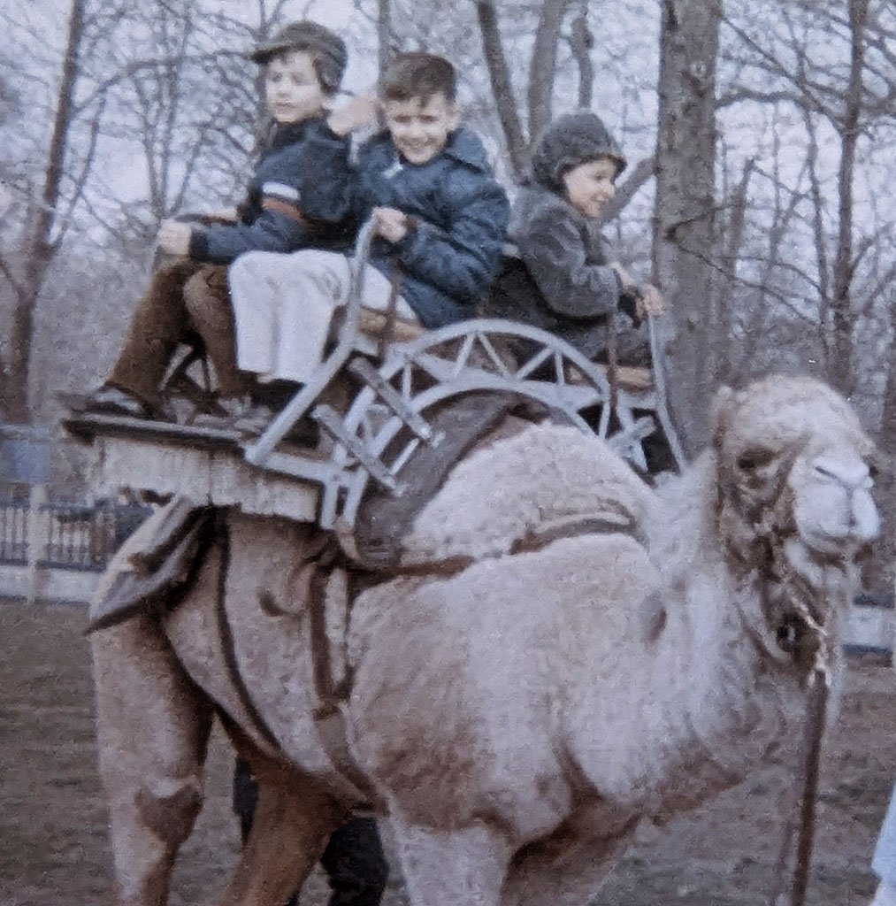 Against a background of bare trees on a wintry April day in 1966, I am strapped into a large seat on a camel with two other boys of my age. I was 9 years old