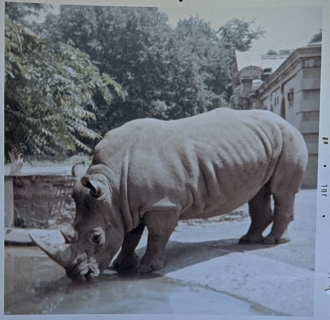 At the Bronx Zoo, a rhinoceros bends his head and drinks from a small artificial pond in an outdoor enclosure.
